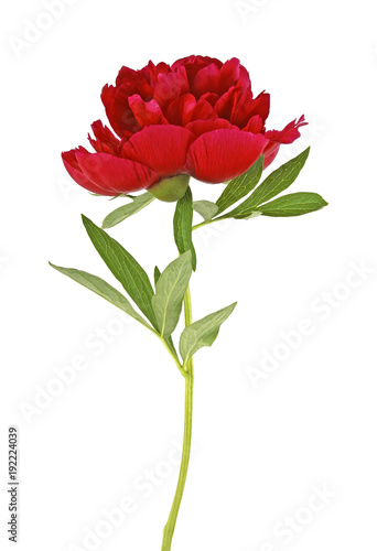 Red peony on a white background