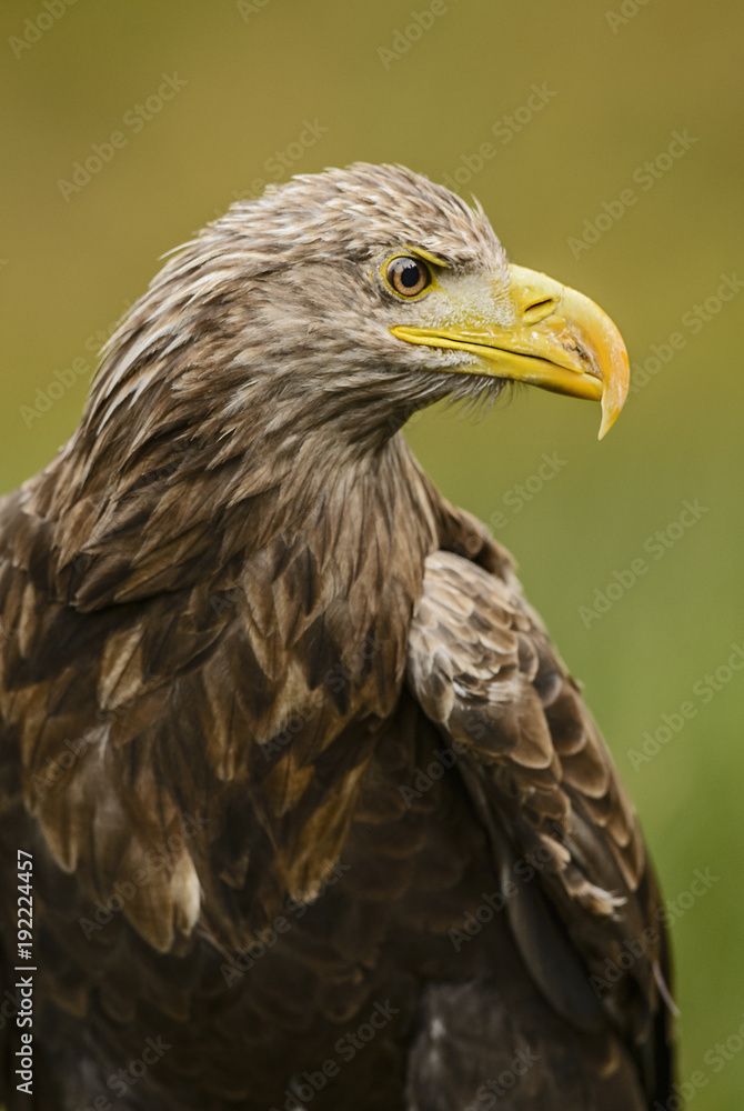 White-tailed Eagle - Haliaeetus albicilla, large Euroasian bird of prey sitting in grass near the lake. White-tailed Eagle - Haliaeetus albicilla, large Euroasian bird of prey sitting in grass near the lake.