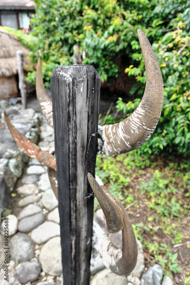 Shakkhod carabao horn set. Each=every wedding in the family. Bontoc