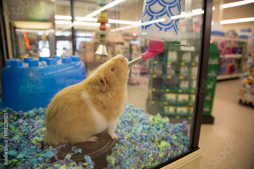 Brown guinea pig drinking water