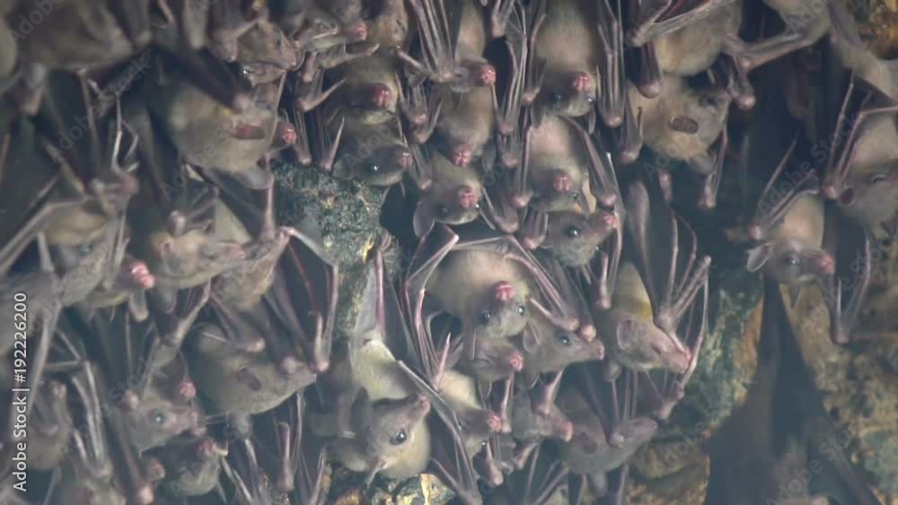 4k uhd Bats close up hanging at the wall at the entry of a holy hinduism bat cave temple Goa Lawah Bali - Indonesia./ Bats close up bat cave temple Goa Lawah Bali 4k uhd Bats close up hanging at the wall at the entry of a holy hinduism bat cave temple Goa Lawah Bali - Indonesia./ Bats close up bat cave temple Goa Lawah Bali