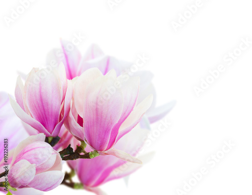 Blossoming pink  magnolia Flowers © neirfy