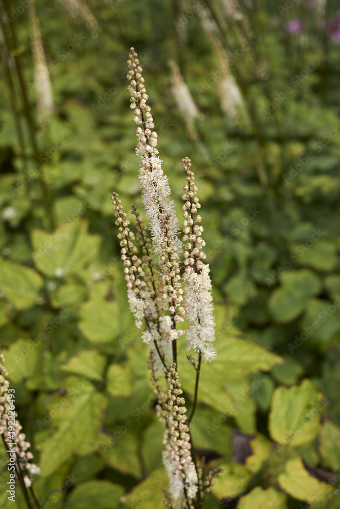 Actaea racemosa var. cordifolia Actaea racemosa var. cordifolia