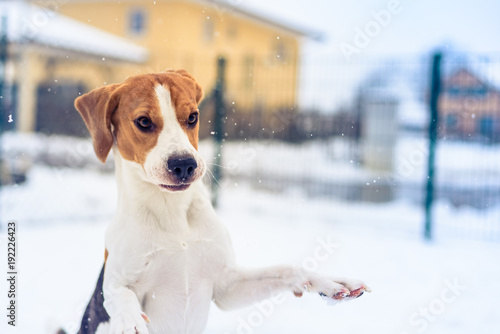 Fototapeta Naklejka Na Ścianę i Meble -  Beagle dog jumping and running with a toy outdoor snow winter towards the camera