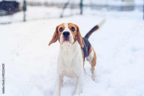 Beagle dog jumping and running with a toy outdoor snow winter towards the camera