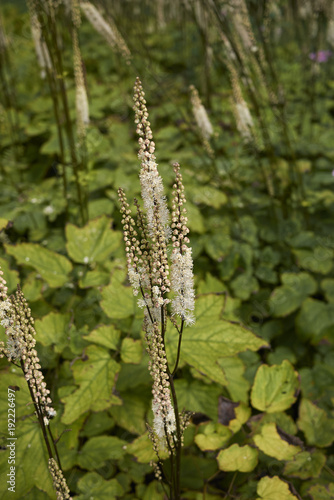 Actaea racemosa var. cordifolia