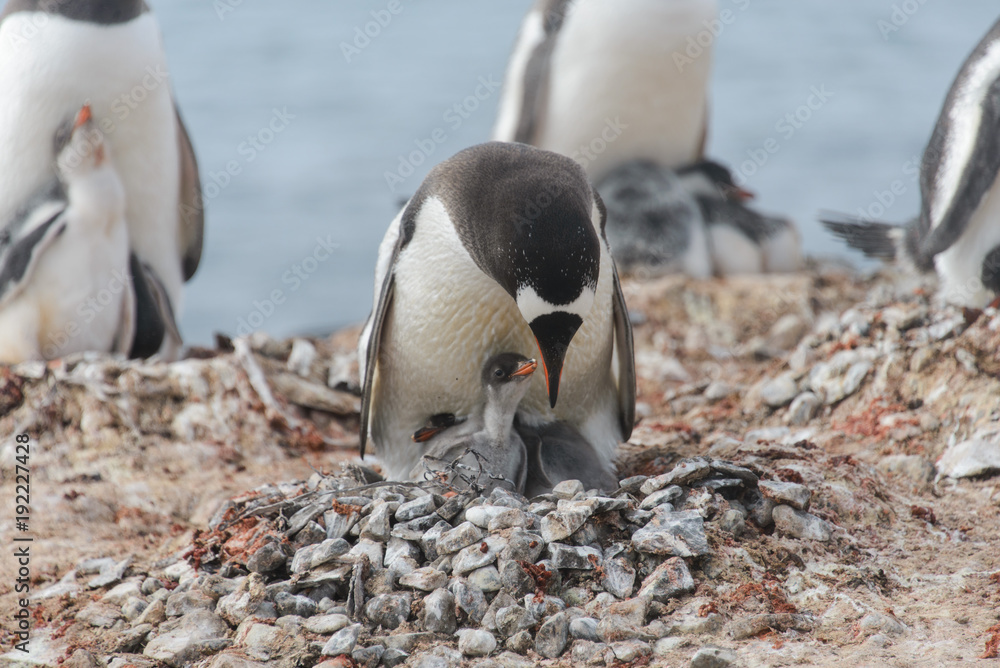Naklejka premium Gentoo penguin with chicks in nest