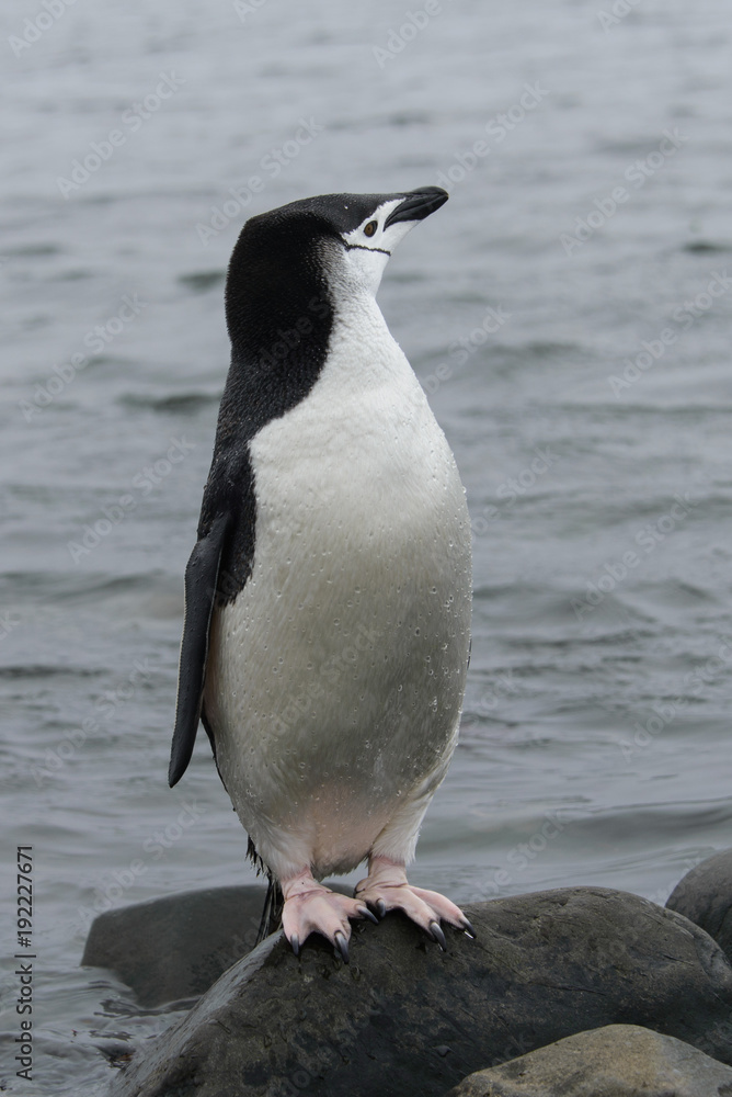 Obraz premium Chinstrap penguin on the stone