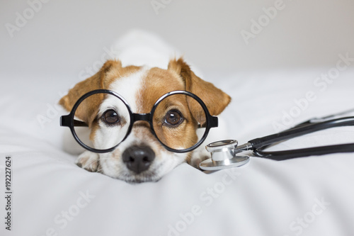 Portrait of a cute young small dog sitting on bed. Wearing stethoscope and glasses. He looks like a doctor or a vet. Home, indoors or studio. White background.