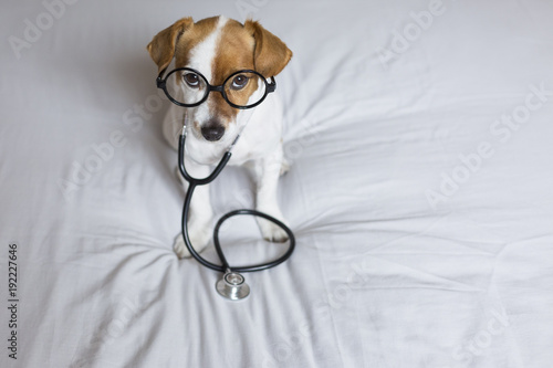 Portrait of a cute young small dog sitting on bed. Wearing stethoscope and glasses. He looks like a doctor or a vet. Home, indoors or studio. White background. © Eva
