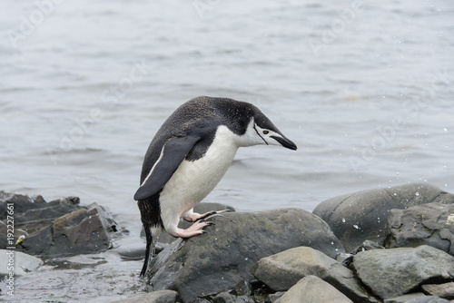 Chinstrap penguin on the beach