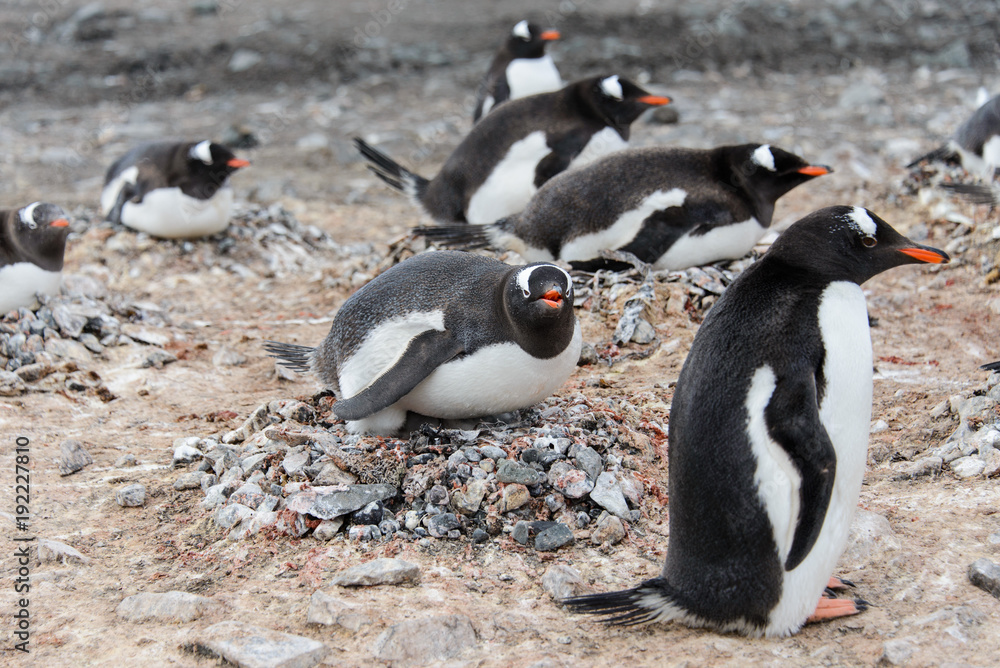 Fototapeta premium Gentoo penguin in nest aggressive open beak