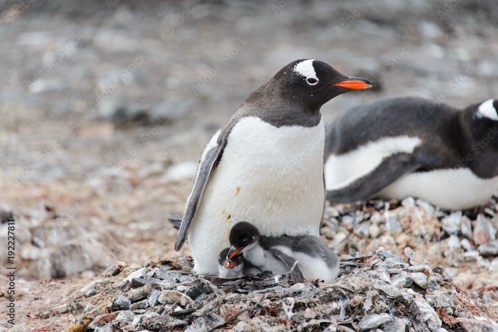 Fototapeta premium Gentoo penguin with chicks in nest