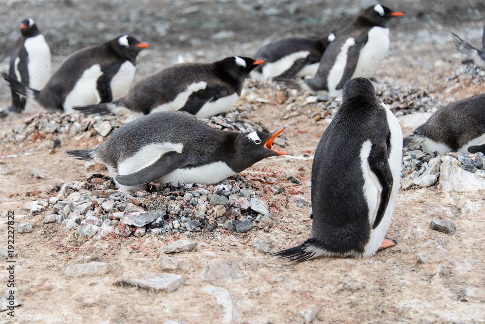 Fototapeta premium Gentoo penguin in nest aggressive open beak
