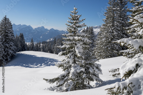 Alpenlandschaft und Tannenbäume, frisch mit Pulverschnee überzuckert