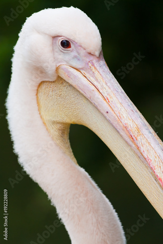 Pink pelican that is looking like a noble person photo