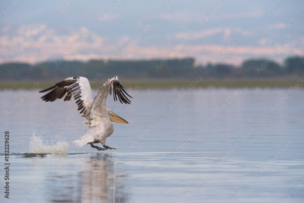 dalmatian pelican at lake kerkini - greece dalmatian pelican at lake kerkini - greece
