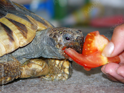 Feeding a turtle