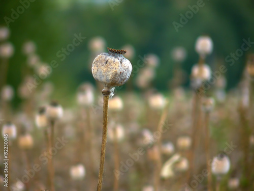 Lonely poppyhead
