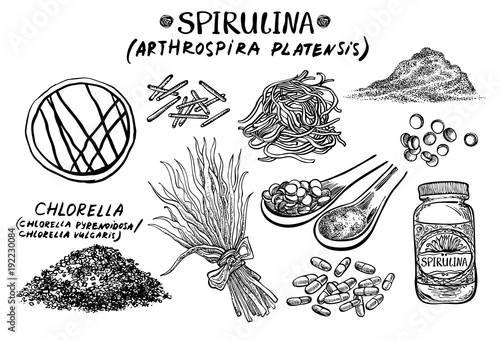 Spirulina. Vector hand drawn graphic illustration.
