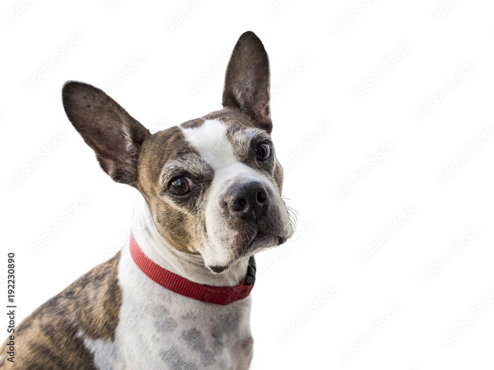 Boston Terrier with Perked up Ears with White Background