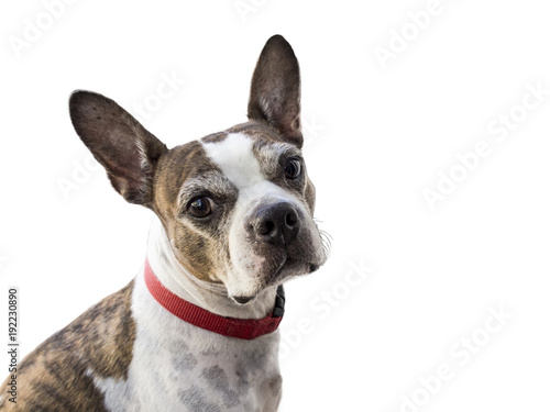 Boston Terrier with Perked up Ears with White Background © K Dorame