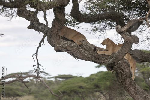 Fototapeta Naklejka Na Ścianę i Meble -  Tree climbing lions sleeping on tree branches