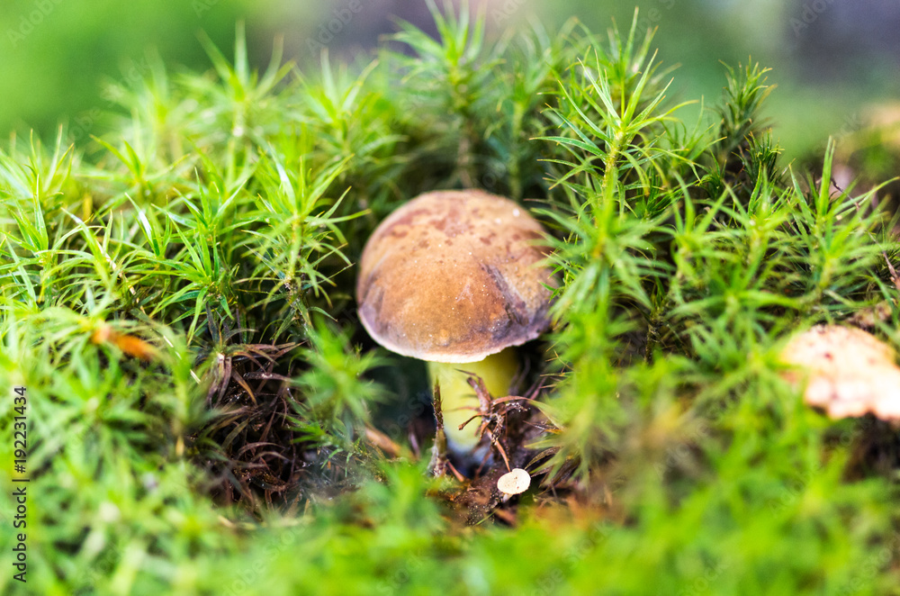 A real white mushroom in moss. Mushroom under the moss. Forest greengrocery. A real white mushroom in moss. Mushroom under the moss. Forest greengrocery.