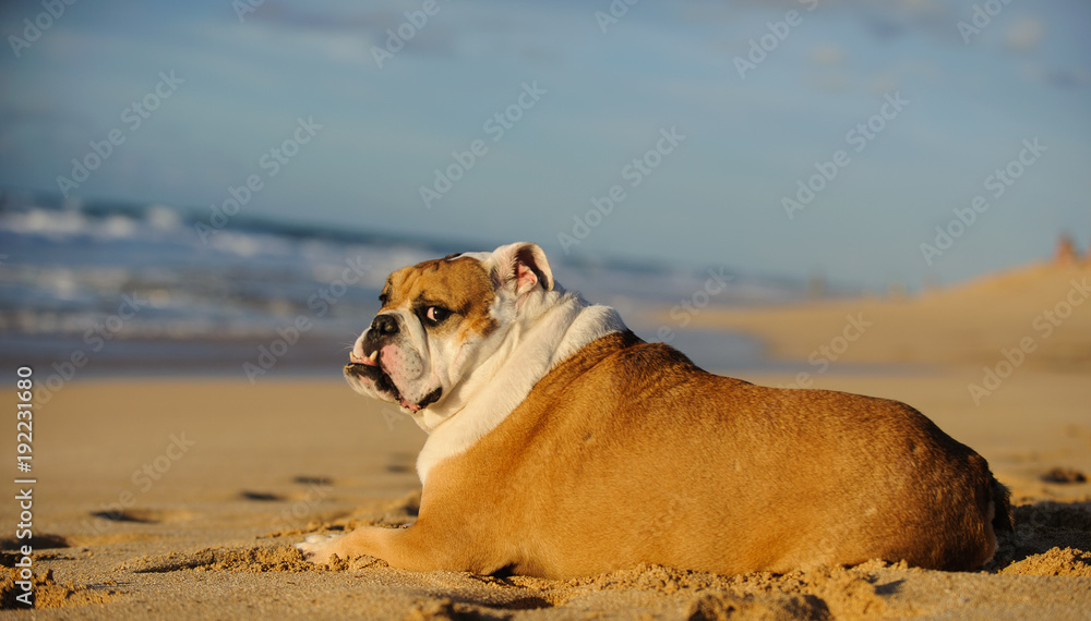 English Bulldog lying down on sand beach