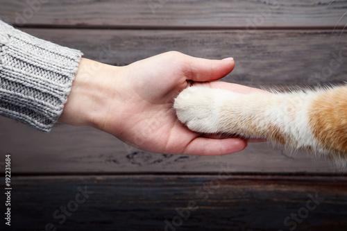 Female hand with cat paw on grey background © 5second