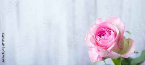 Single rose flower in front of light wooden background