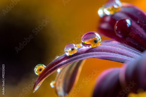 Fototapeta Naklejka Na Ścianę i Meble -  Fiori riflessi in gocce d'acqua