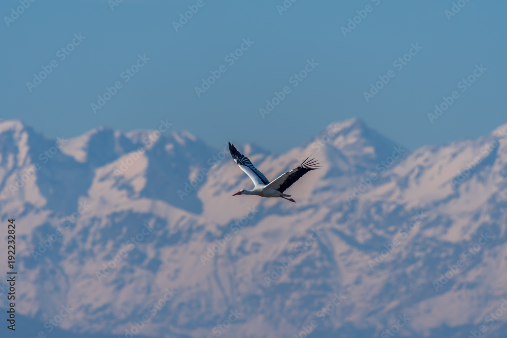 a stork flies in the foreground with the snow-capped mountains in the background a stork flies in the foreground with the snow-capped mountains in the background