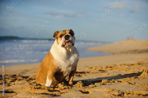 English Bulldog outdoor portrait sitting on ocean beach © everydoghasastory