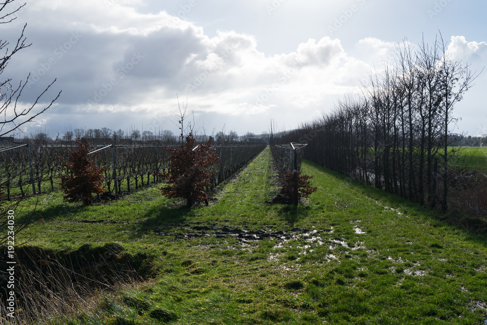 Modern orchard with bare fruittrees in rows during a cold and rainy winter morning
