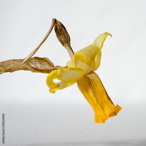 Fototapeta Naklejka Na Ścianę i Meble -  Withered, dried Narcissus flower