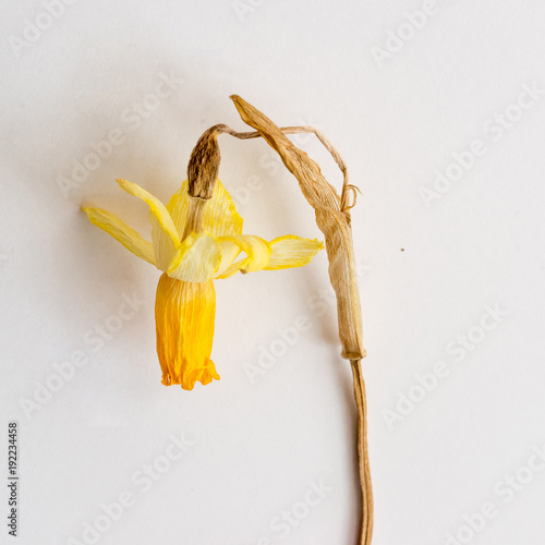 Fototapeta Naklejka Na Ścianę i Meble -  Withered, dried Narcissus flower