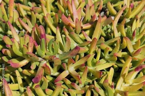 Tableau sur toile Carpobrotus edulis plant in the garden in spring