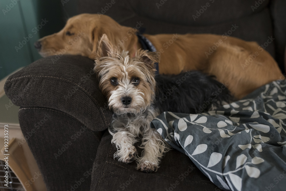 Portrait of Yorkshire Terrier by sleeping dog on sofa at home
