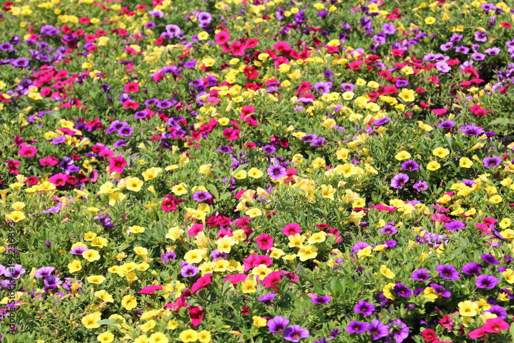 Field Of Petunias, Devonian Botanic Gardens, Devon, Alberta Field Of Petunias, Devonian Botanic Gardens, Devon, Alberta