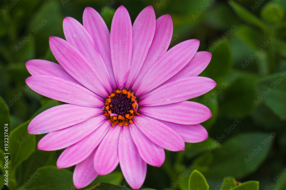 Fototapeta premium Colorful purple flower surrounded with green leafs
