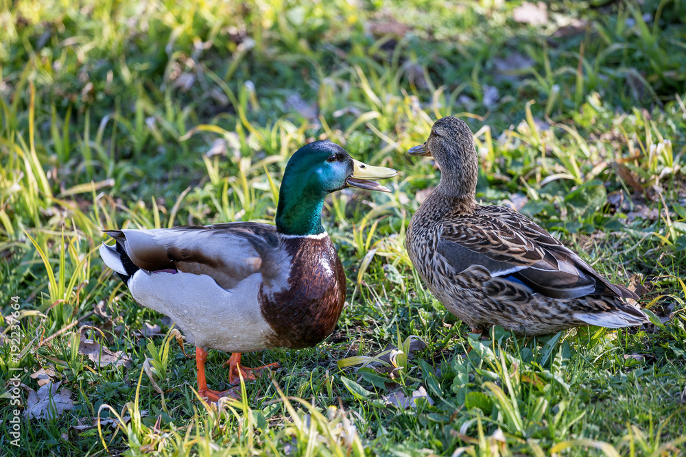 Two city ducks close up. Marriage season. Spring. Two city ducks close up. Marriage season. Spring.