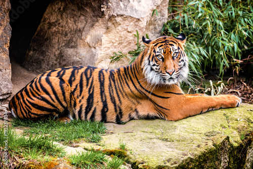 Fototapeta Naklejka Na Ścianę i Meble -  Sumatran tiger