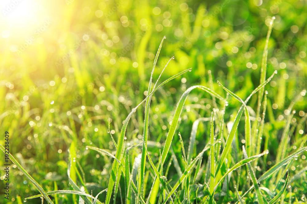 Gras im Frühling Gras im Frühling