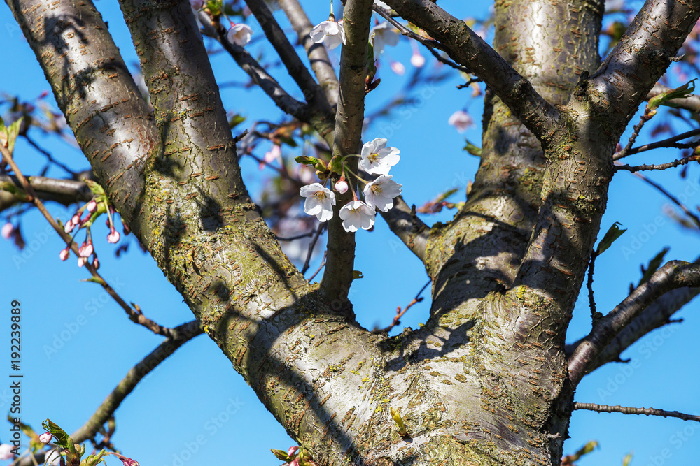Obraz premium The blossoming Oriental cherry against the background of the blue sky.