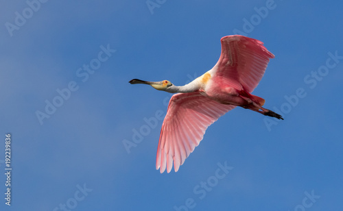 Roseate Spoonbill in Flight
