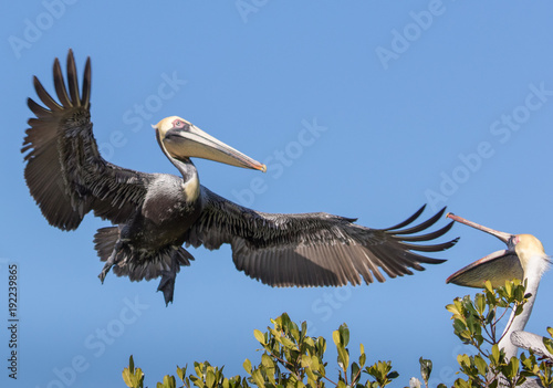 Brown Pelican returning to chick in nest
