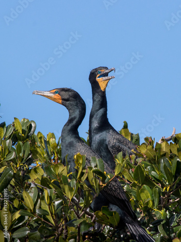 Double-Crested Cormorants in Nest