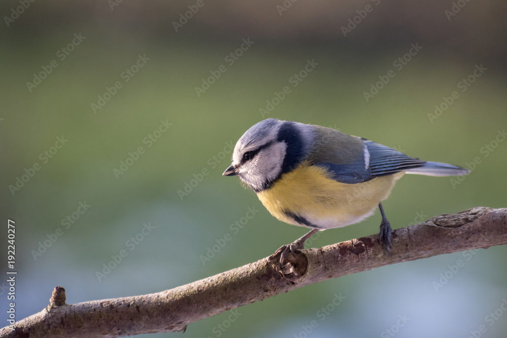 Fototapeta premium Eurasian blue tit (Cyanistes caeruleus) on a branch, a small passerine bird in the tit family Paridae, blurred background with copy space