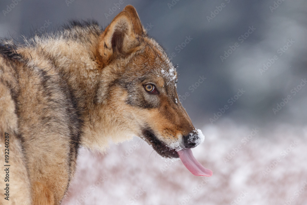 Obraz premium Wolf im Winter